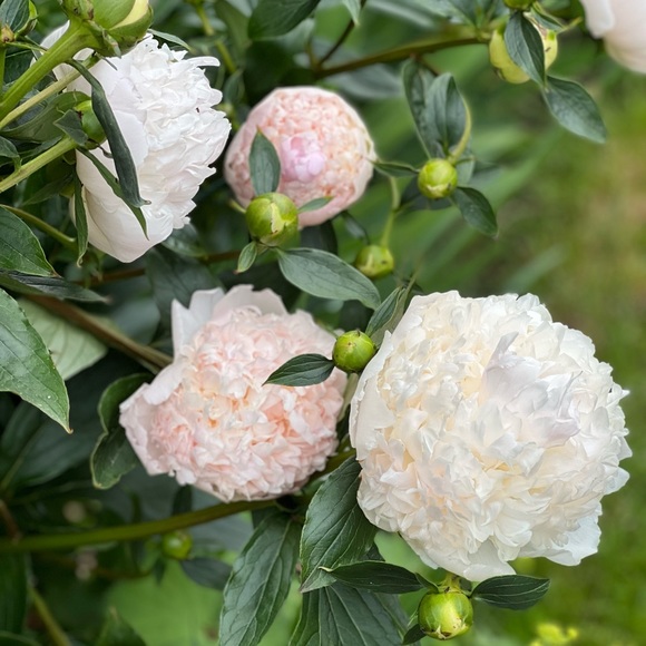 Meet your Posher, Amie - Picture 1 of 1